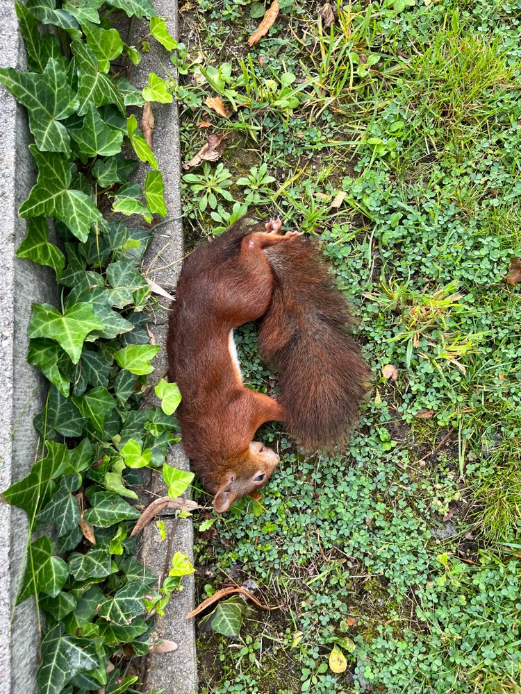 Giftköder-Totes Eichhörnchen-Profilbild