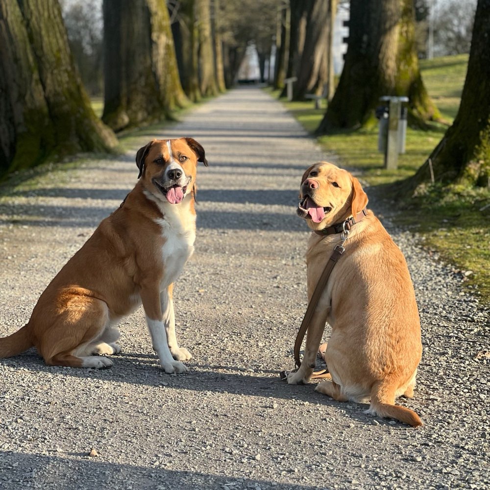 Hundetreffen-Suche Social Walks partner :)-Profilbild