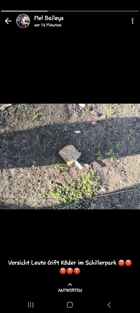 Giftköder-Giftköder mit Rasierklingen im Schillerpark-Profilbild