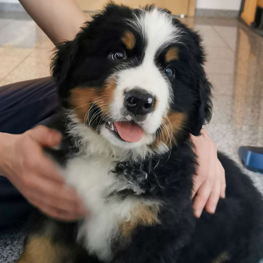 Hundetreffen-Welpentreffen-Profilbild