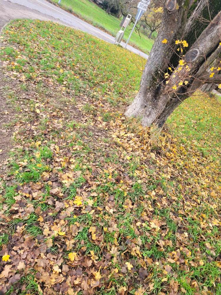 Giftköder-Eventuell Giftköder-Profilbild