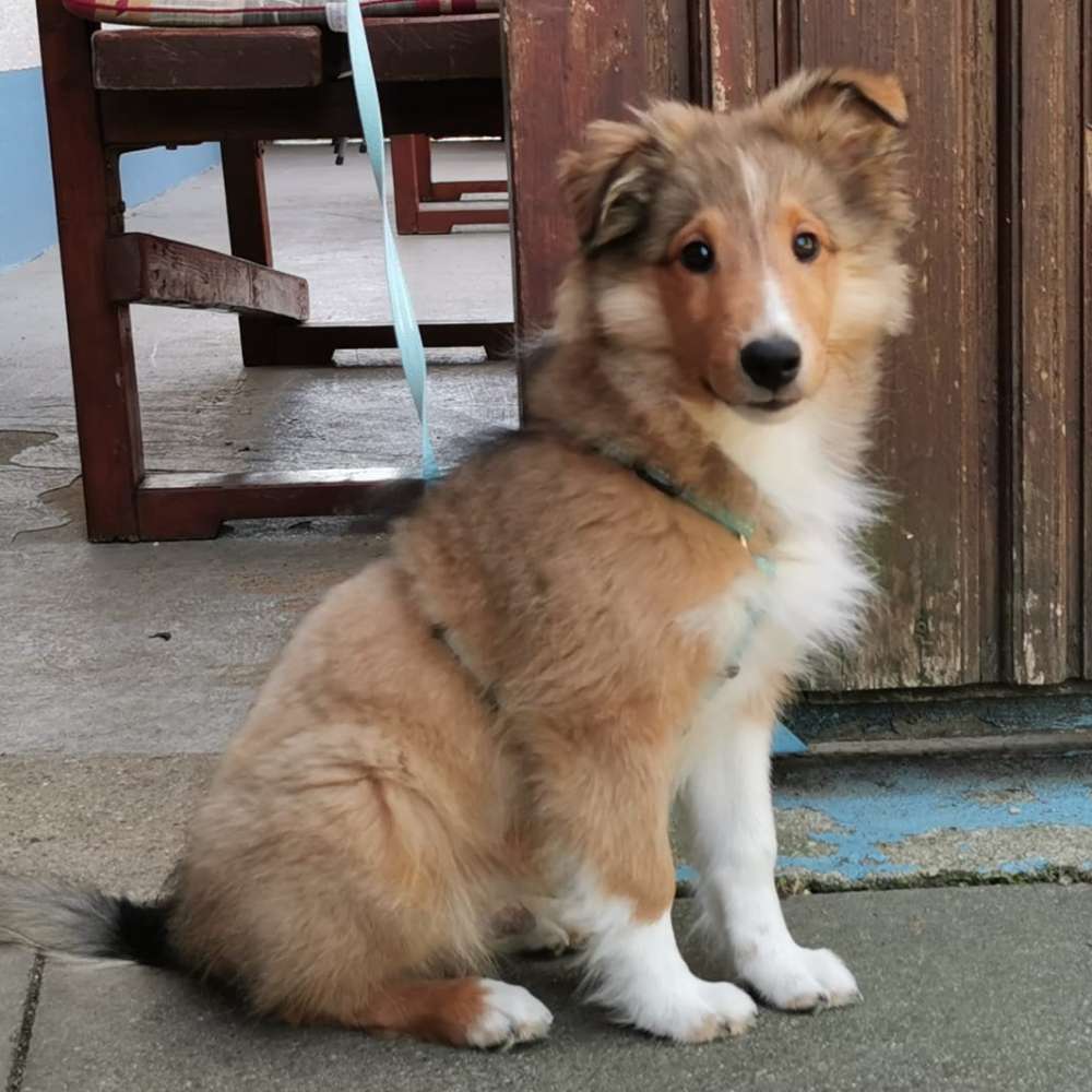 Hundetreffen-Welpen spielen-Profilbild