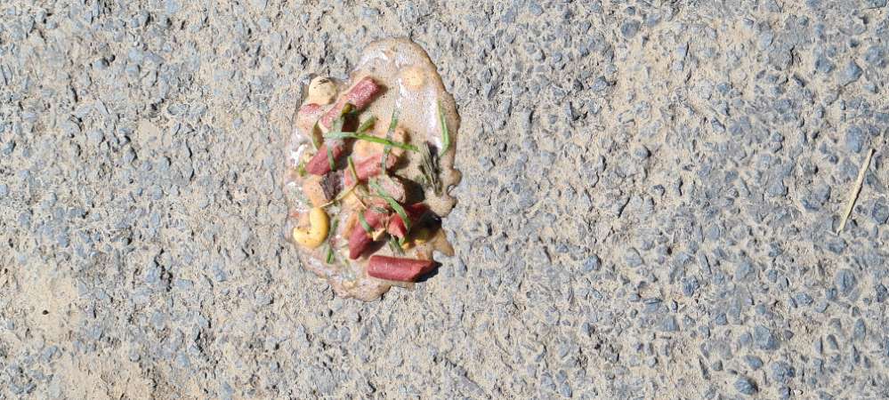 Giftköder-Erbrochenes von einem Hund-Profilbild