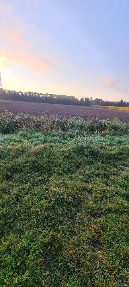 Giftköder-Vermutlich Schneckenkorn!!!-Profilbild