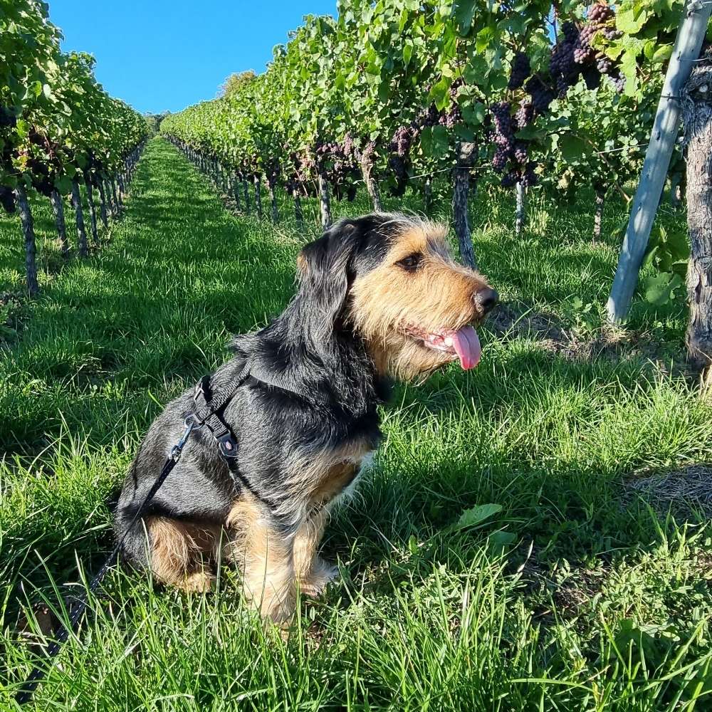 Hundetreffen-Hundekonakte-Profilbild