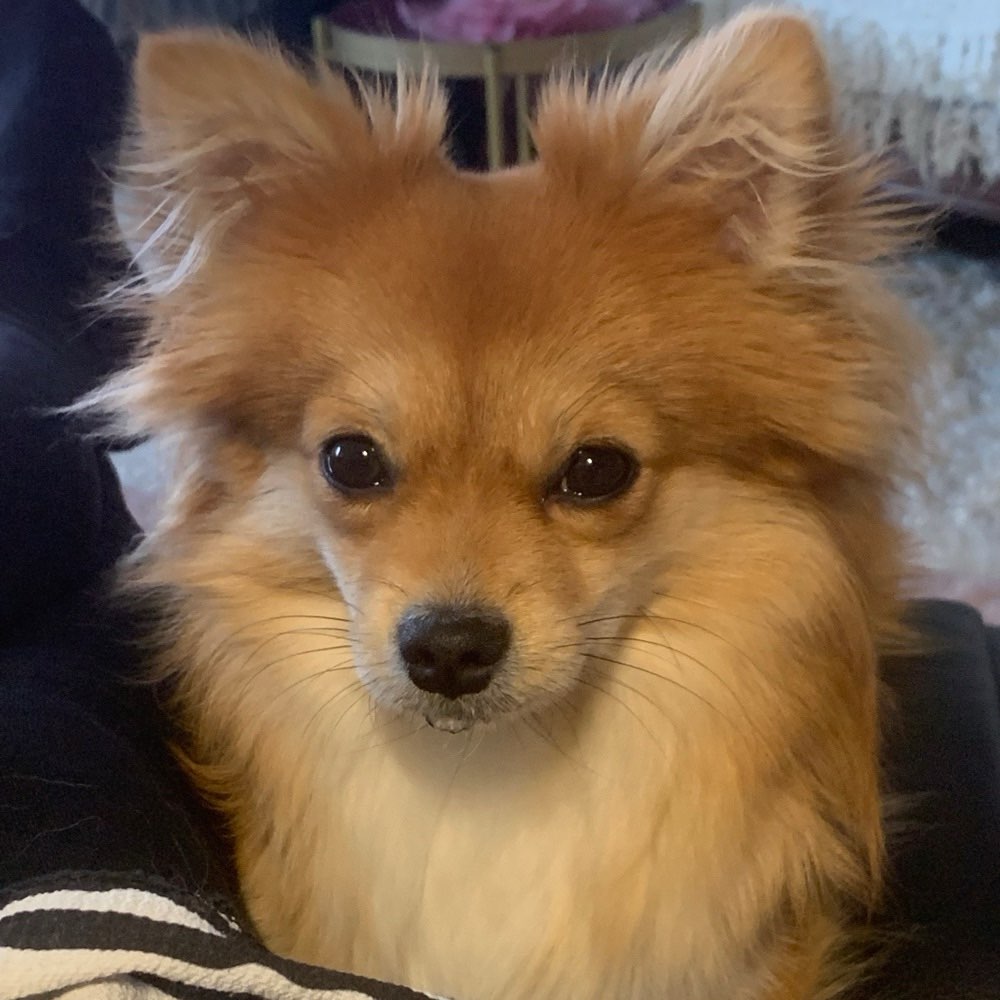 Hundetreffen-Coco sucht weitere Minis zum Spielen und toben☀️ 🐶-Profilbild