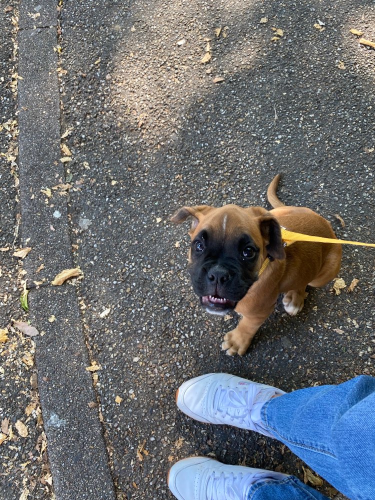 Hundetreffen-Welpentreffen baden-baden-Profilbild