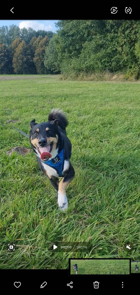 Hundetreffen-Neue Hunde Freunde gesucht :)-Profilbild