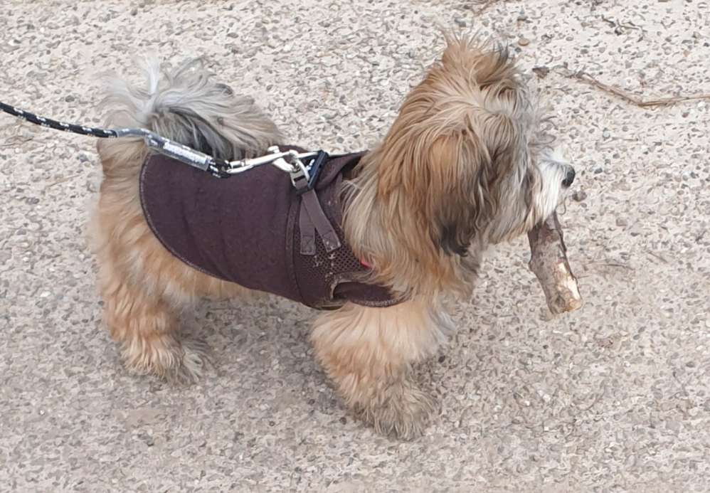 Hundetreffen-Gassitreff am Wochenende-Profilbild