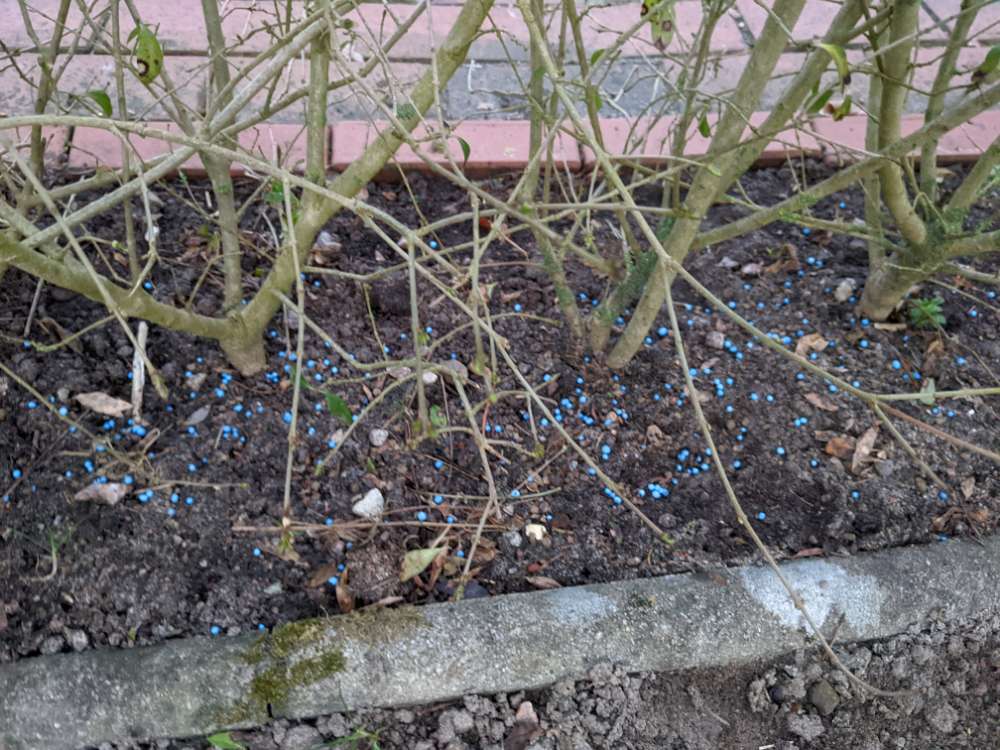 Giftköder-!Achtung! Blaukorn! Leicht zugänglich!-Profilbild