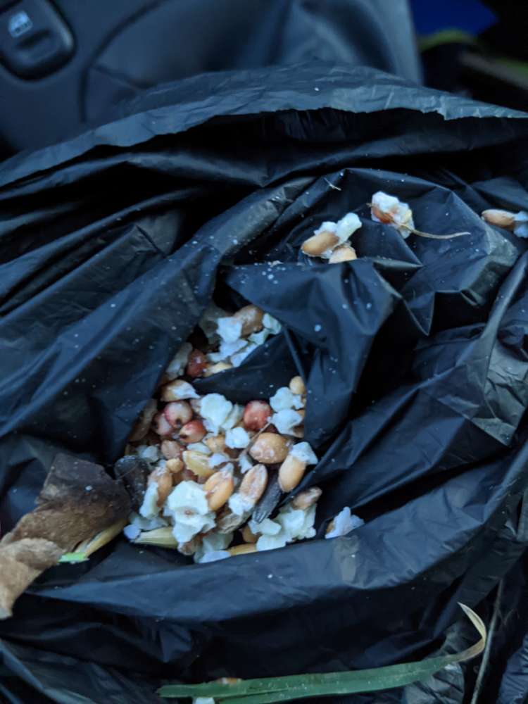 Giftköder-eventuell Giftköder/Vogelfettfutter-Profilbild