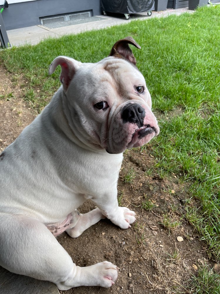 Hundetreffen-Quatschkopf sucht Gassifreunde-Profilbild