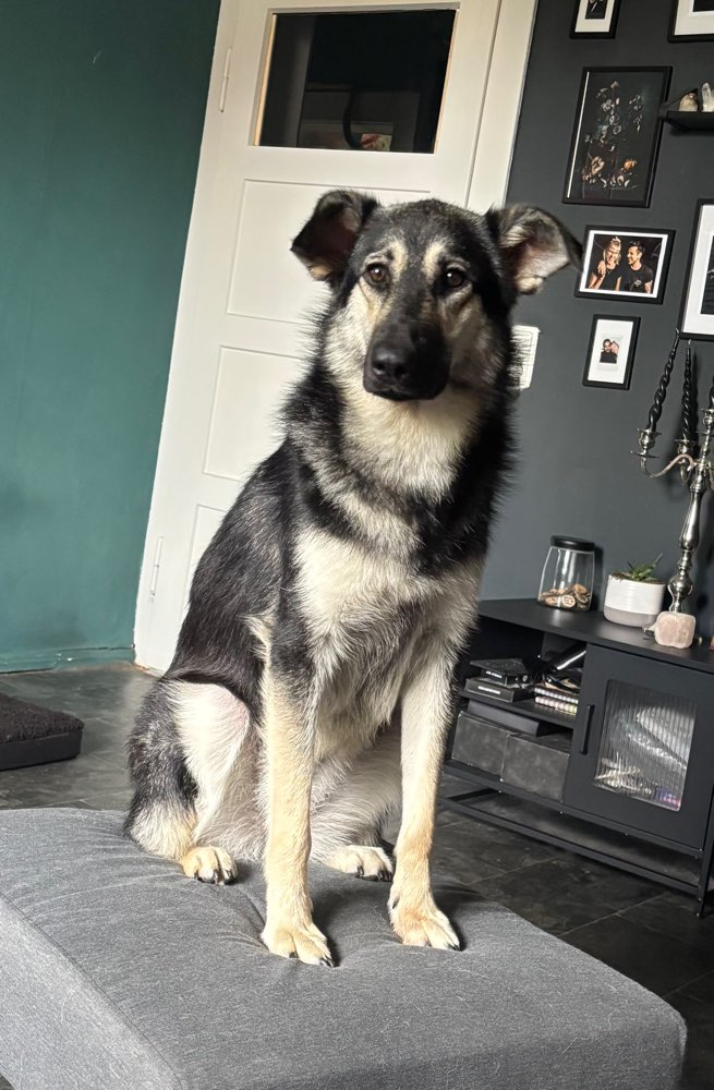 Hundetreffen-Hundekontakt/-Begegnungen gesucht. 🐶-Profilbild