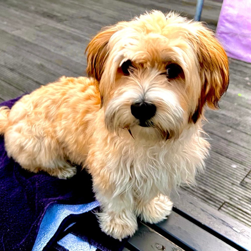 Hundetreffen-Gemeinsame Spaziergänge-Profilbild