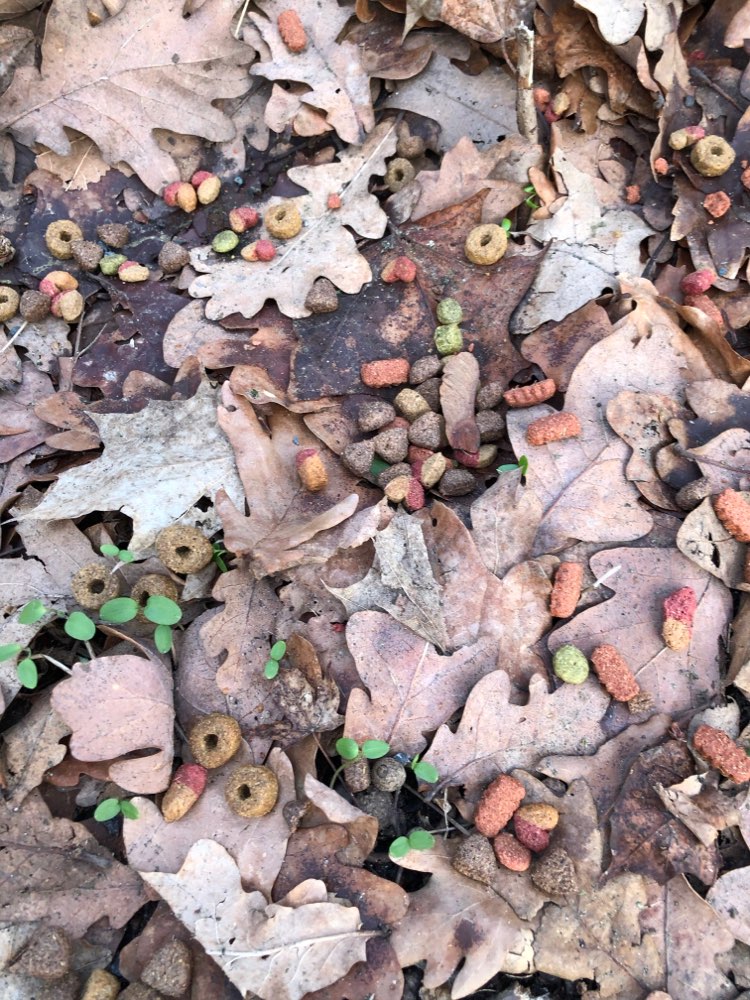 Giftköder-Katzenfutter?-Profilbild