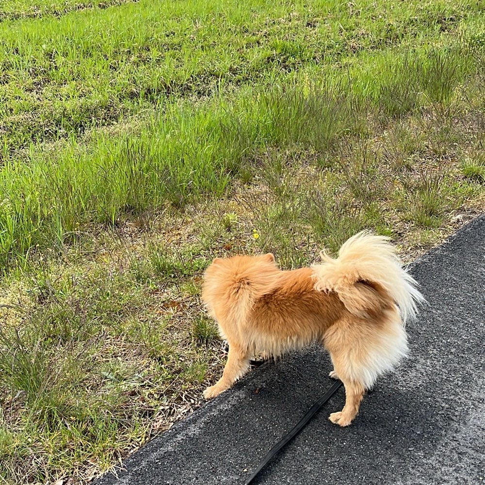 Hundetreffen-Energiereiche Spielefreunde gesucht.-Profilbild