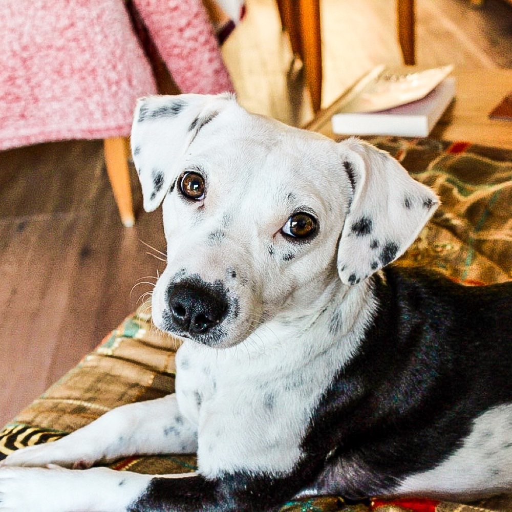 Hundetreffen-Kylie sucht Gassi-/Spielaprtner-Profilbild