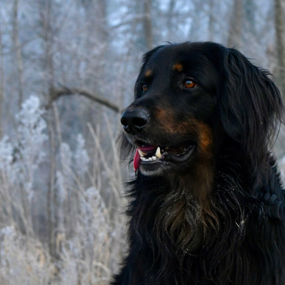 Hundetreffen-Hundetreff-Profilbild
