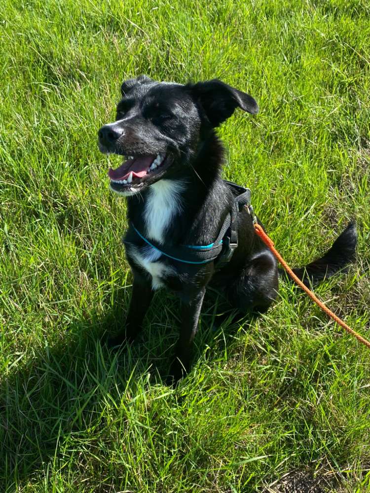 Hundetreffen-Souveräner Hundekumpel für regelmäßige Spaziergänge gesucht-Profilbild