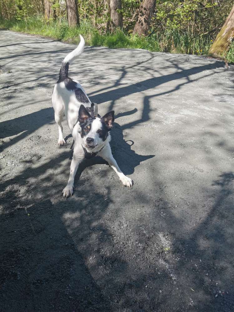 Hundetreffen-Hundekaoten gesucht 😆-Profilbild