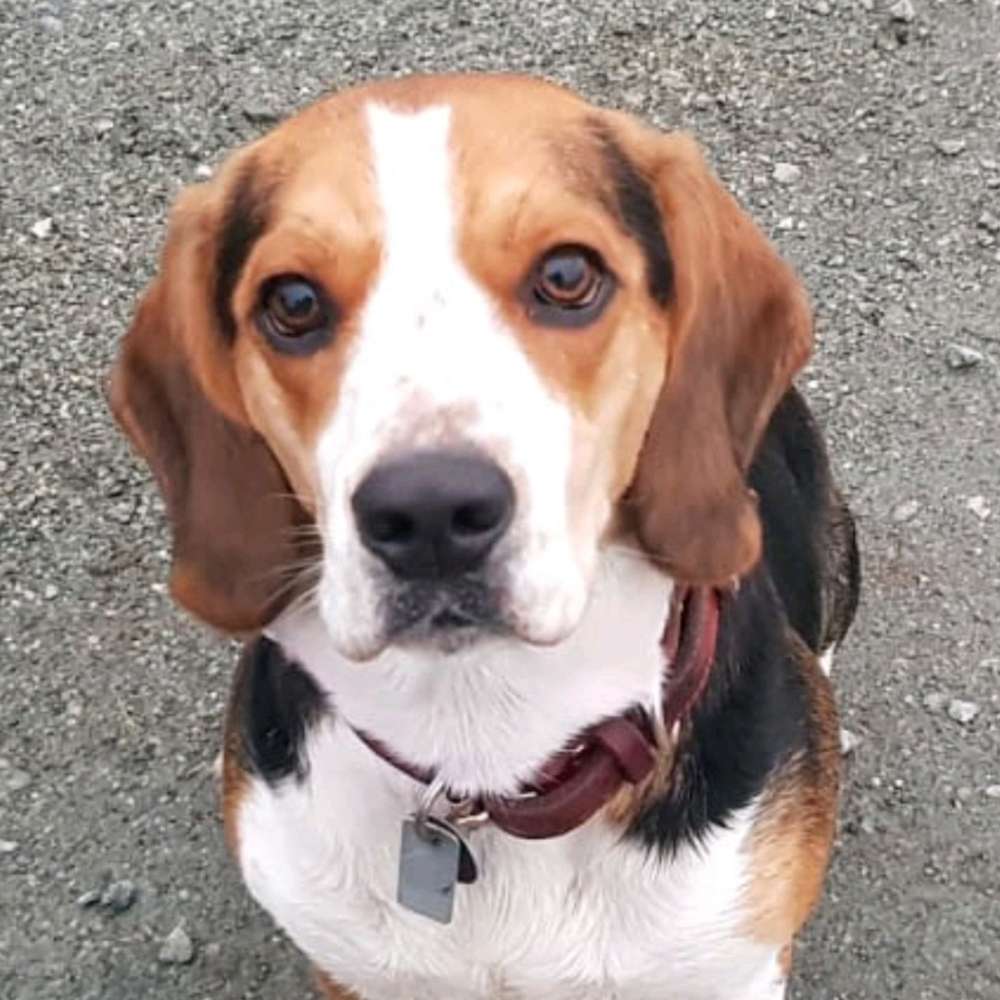 Hundetreffen-Beagle Hugo sucht Beaglefreunde 🐶🐾-Profilbild