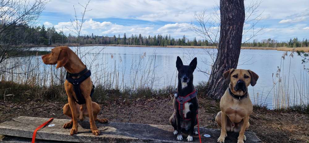 Hundetreffen-Socialwalk/ Training / Spiel & Spaß-Profilbild