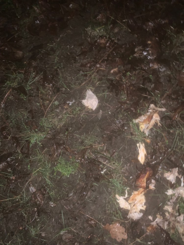 Giftköder-Halbes Hähnchen-Profilbild