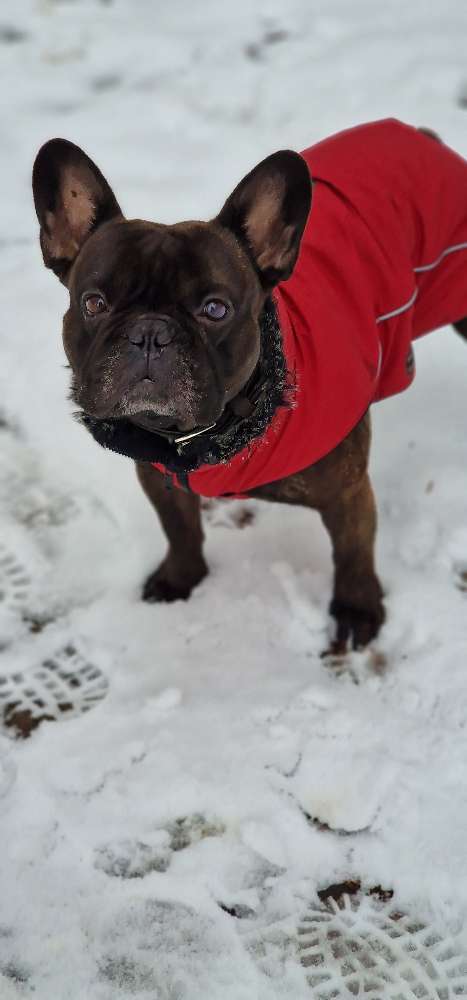 Hundetreffen-Gassi und Spieletreffen-Profilbild