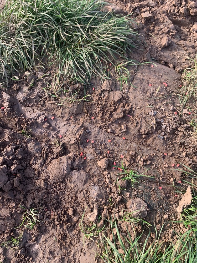 Giftköder-Rattengift-Profilbild