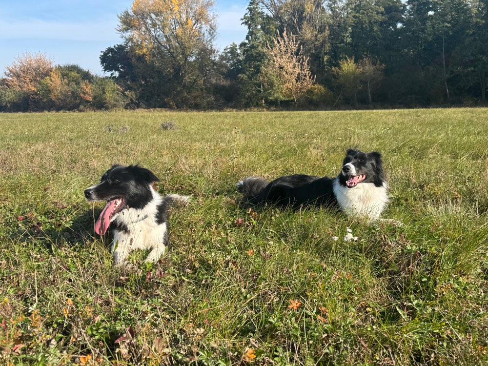 Hundetreffen-Gassirunde Eisenstadt und Umgebung-Profilbild