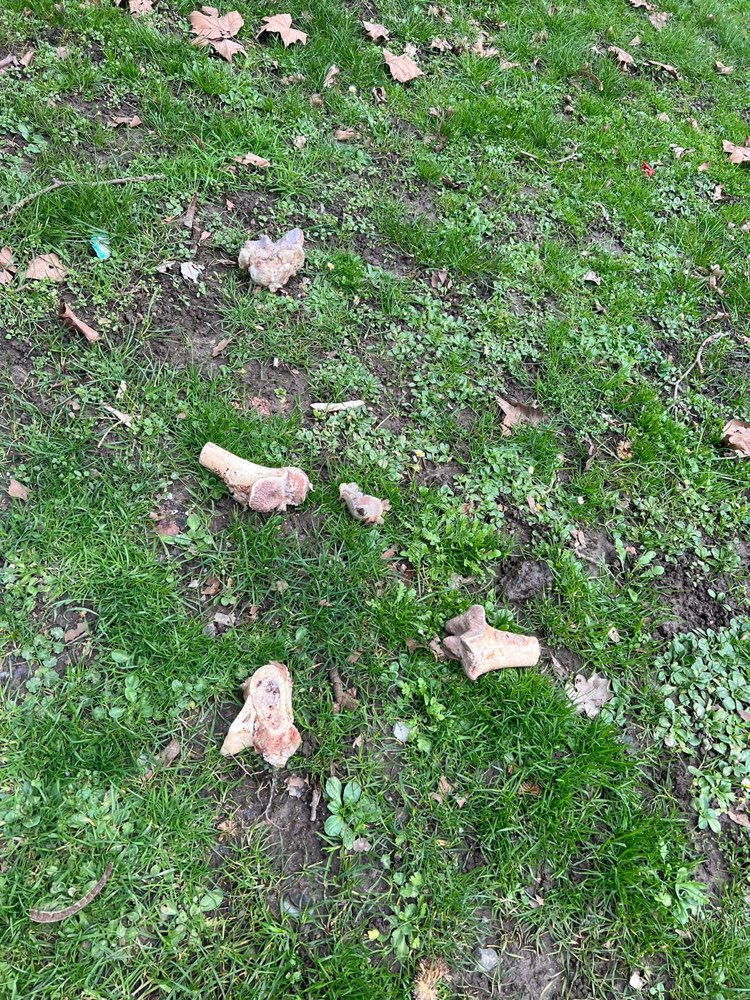 Giftköder-Frei liegende Knochen-Profilbild