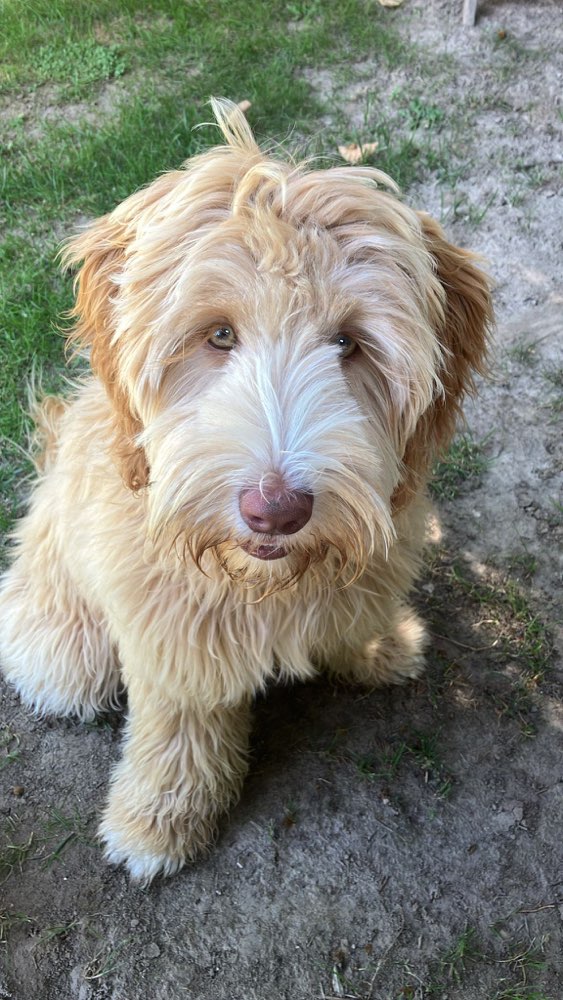 Hundetreffen-Junghundetreffen-Profilbild