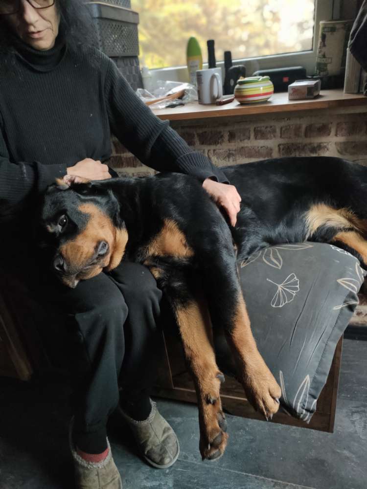 Hundetreffen-Spiel, GassiRotti-Profilbild