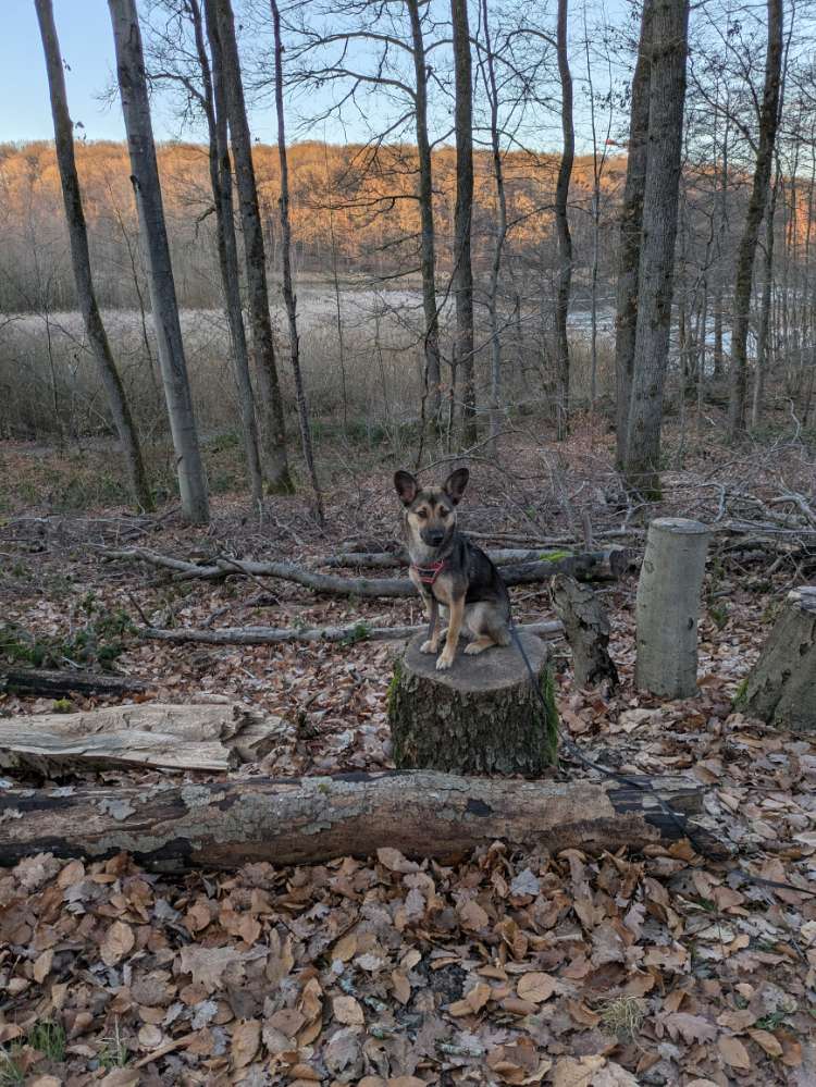 Hundetreffen-Gemeinsam Spazieren gehen und Spieltreffen-Profilbild