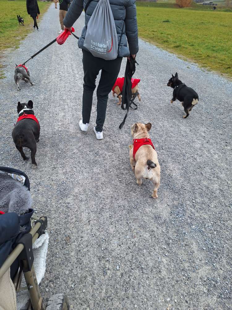 Hundetreffen-French Bully Club Schweiz-Profilbild