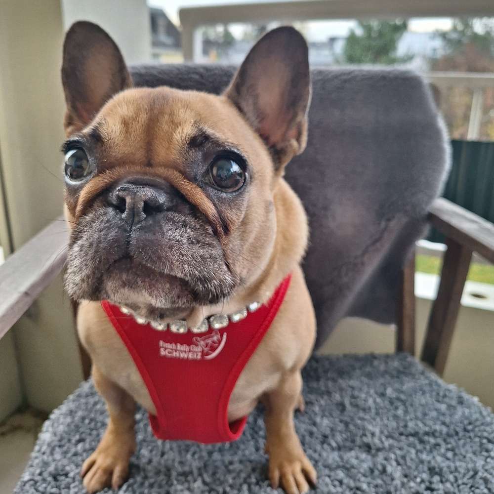 Hundetreffen-French Bully Club lädt ein!-Profilbild