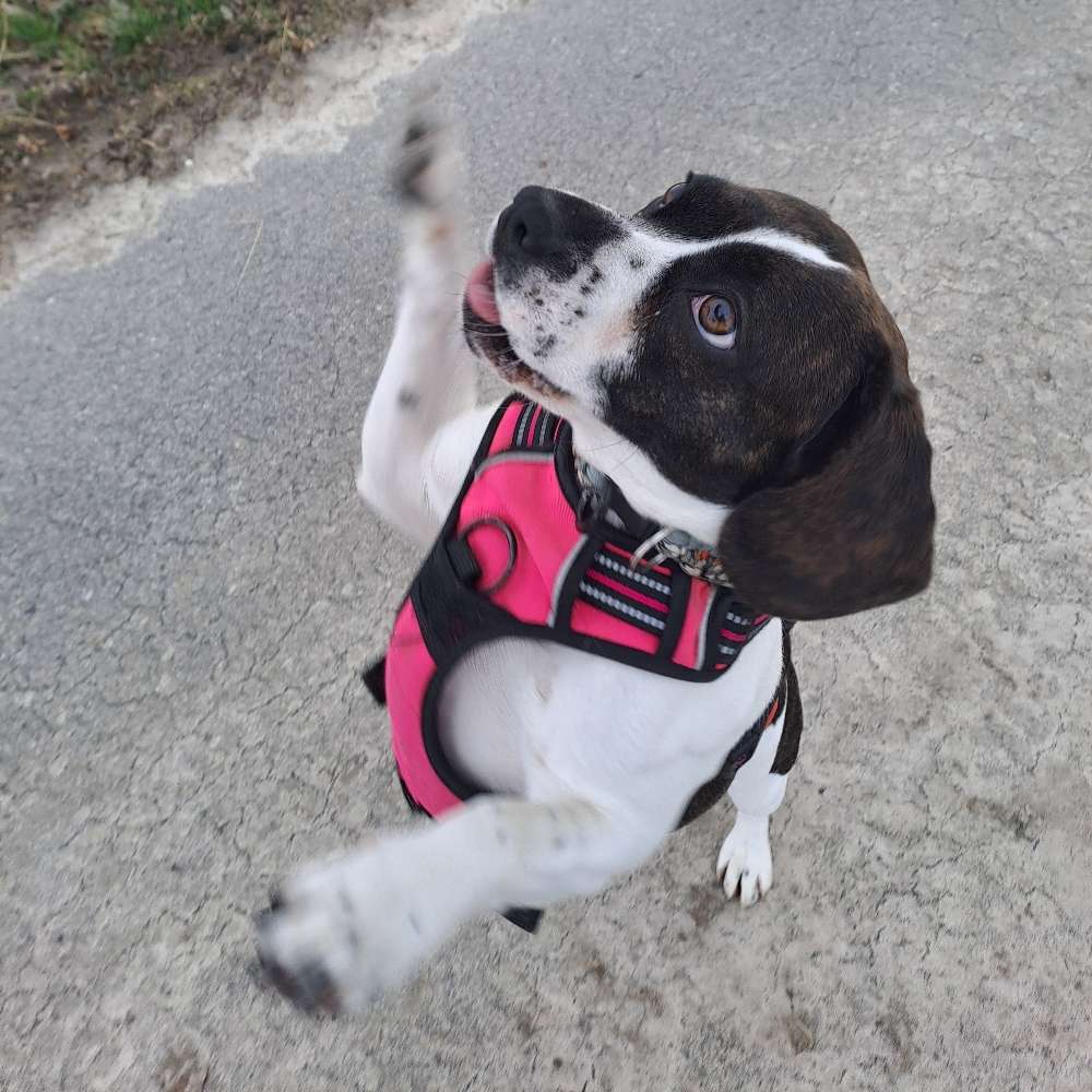Hundetreffen-Spielen 🥎🥎-Profilbild