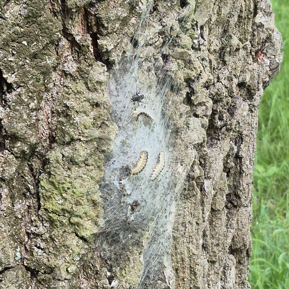 Giftköder-Eichenprozessionsspinner-Profilbild