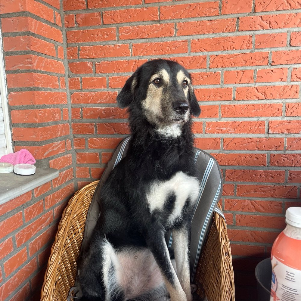 Hundetreffen-Ich suche für meine fast 4 Jährige Hübdin Loony Spielefreunde oder Begleiter beim Gassi gehen :)-Profilbild