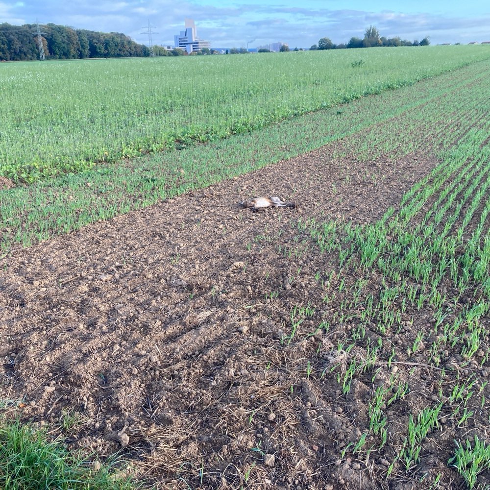 Giftköder-Toter Feldhase-Profilbild