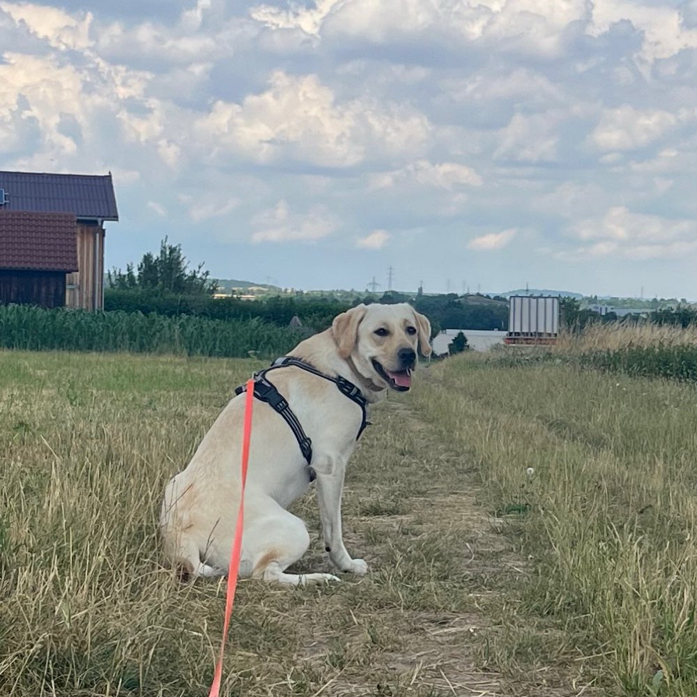 Hundetreffen-Junghundetreffen in Fellbach/Remstal-Profilbild
