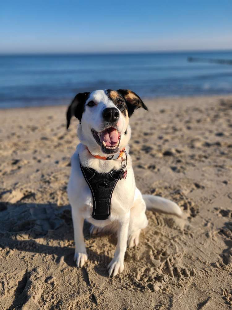 Hundetreffen-Hundetreffen/ Gemeinsame Gassirunden/Spieltreffen-Profilbild