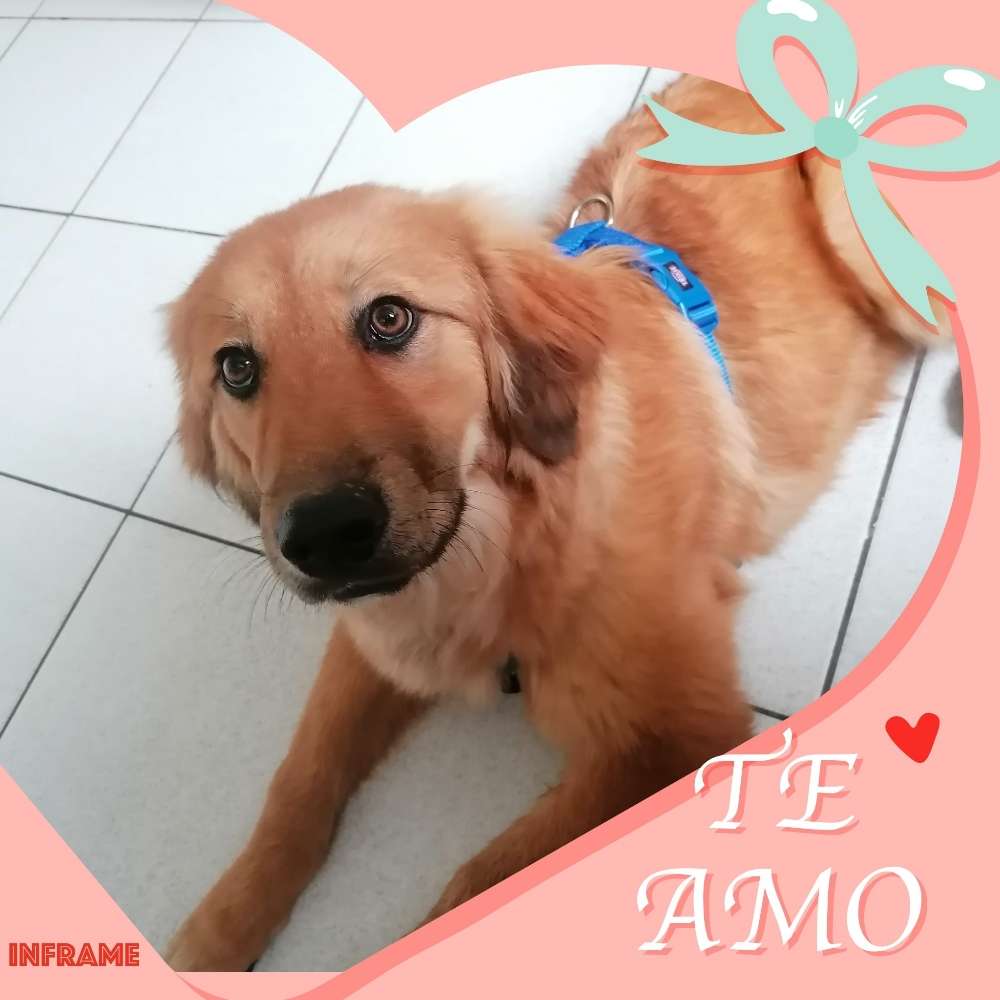 Hundetreffen-Junghund spielen Gassi gehen austauschen-Profilbild