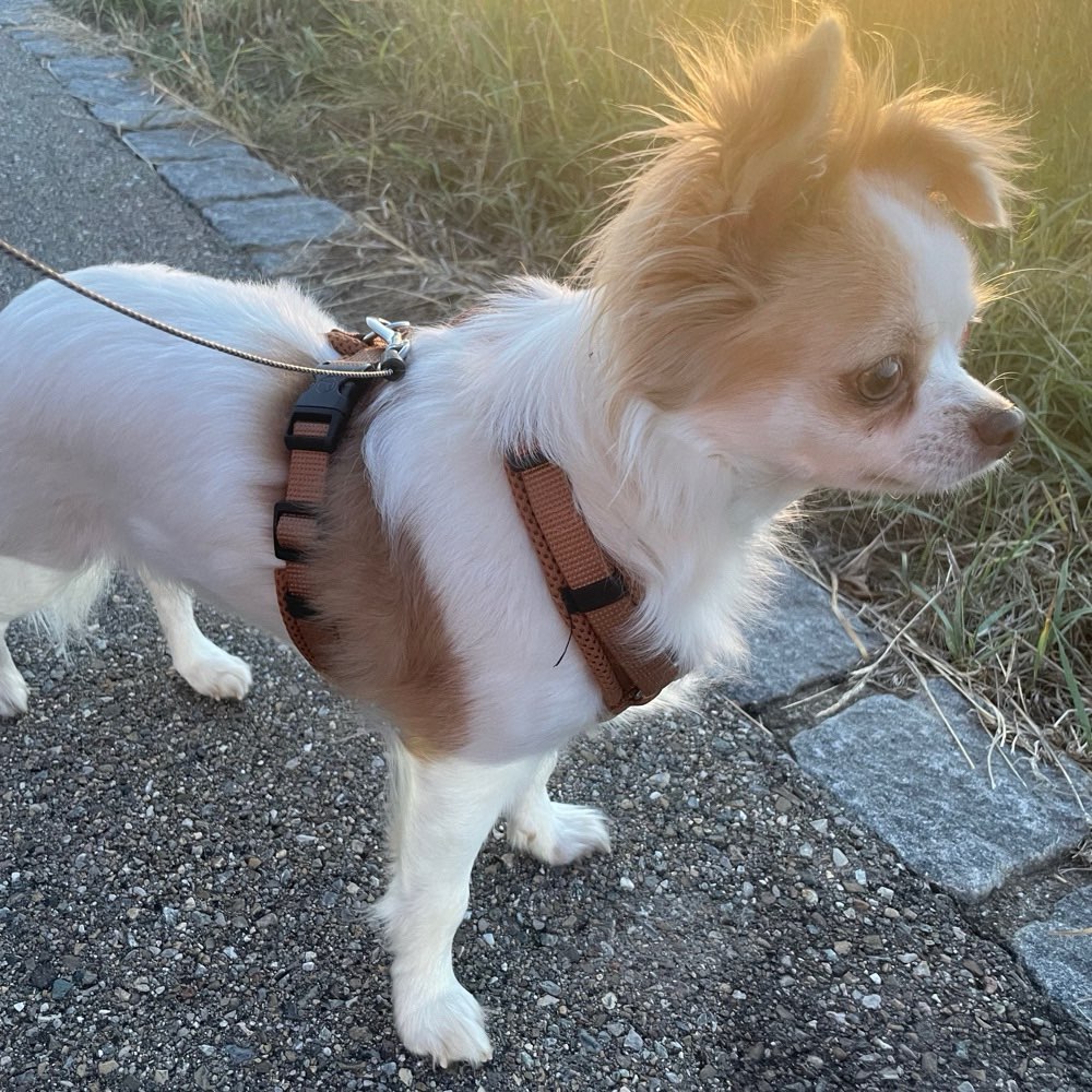 Hundetreffen-Spieltreffen/ Gassirunde-Profilbild