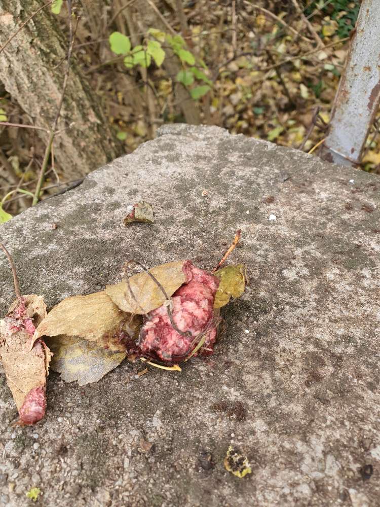 Giftköder-Entwarnung Giftköder-Profilbild