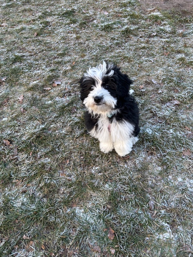 Hundetreffen-Welpentreffen-Profilbild