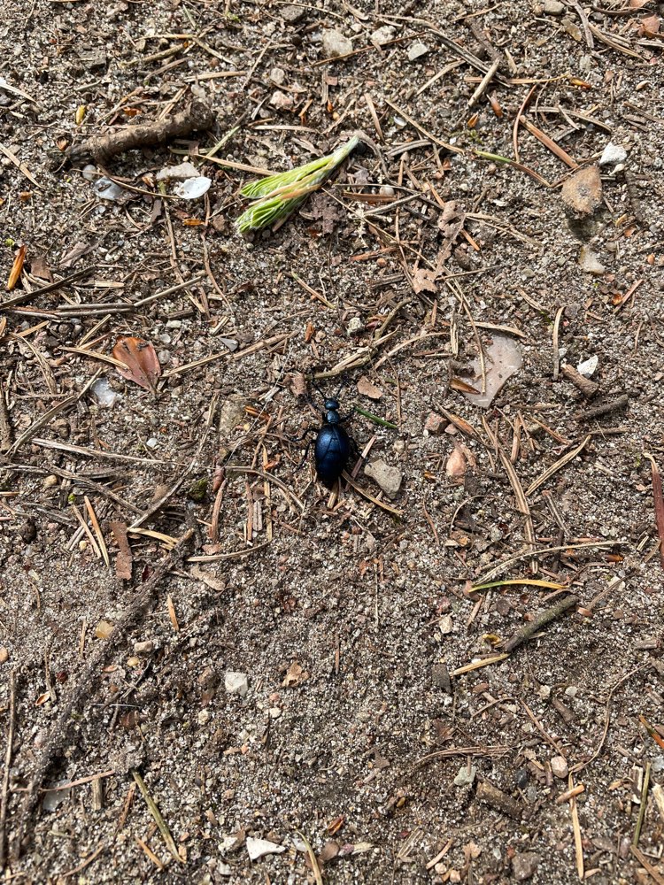 Giftköder-Schwarzblauer Ölkäfer in Bordesholm-Profilbild