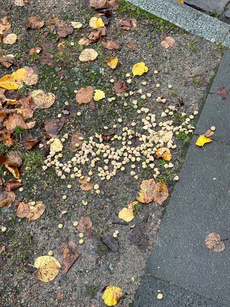 Giftköder-Große Futtermenge-Profilbild