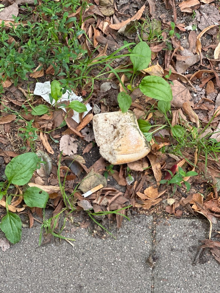 Giftköder-Brotreste-Profilbild