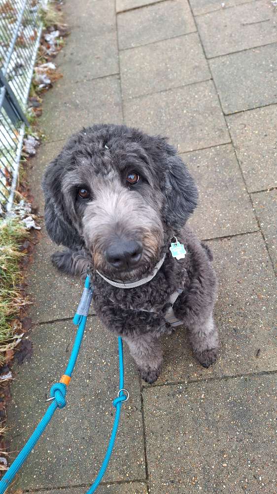 Hundetreffen-Treffen Mama oder Papa mit größerem Hund-Profilbild